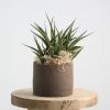 Sansevieria im Keramik Linea – handgefertigtes Keramik-Unikat von Nadine Gunegondi mit Sansevieria